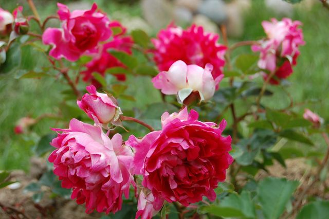 Голландские розы Ruffles ROMANTIC